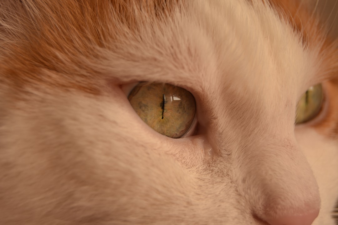 Pet eye close up